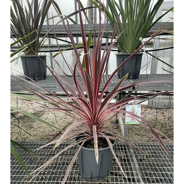 Bíbor bunkóliliom CORDYLINE AUSTRALIS CHARLIE BOY K7