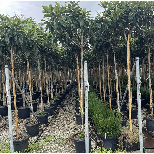 Japán naspolya ERIOBOTRYA JAPONICA T200 10/12 K35