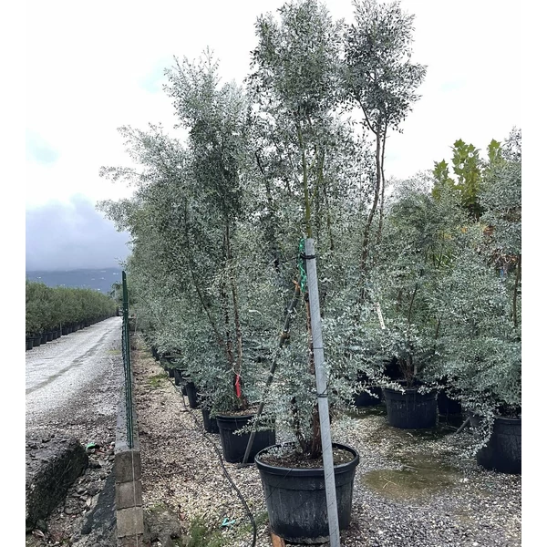 Havasi eukaliptusz EUCALYPTUS GUNNII TÖBBTÖRZSES 400/450 K230