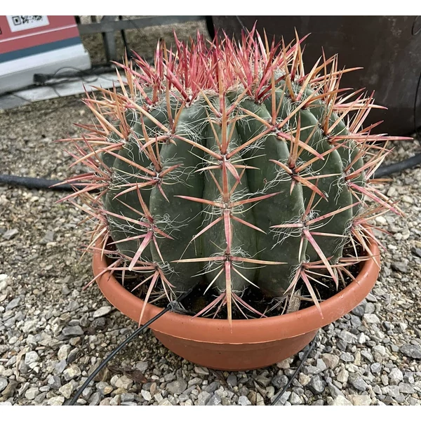 horridus kaktusz FERROCACTUS STAINESII K18