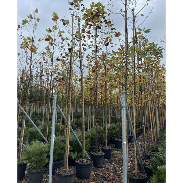 Tulipánfa    LIRIODENDRON TULIPIFERA T200 8/10 K25