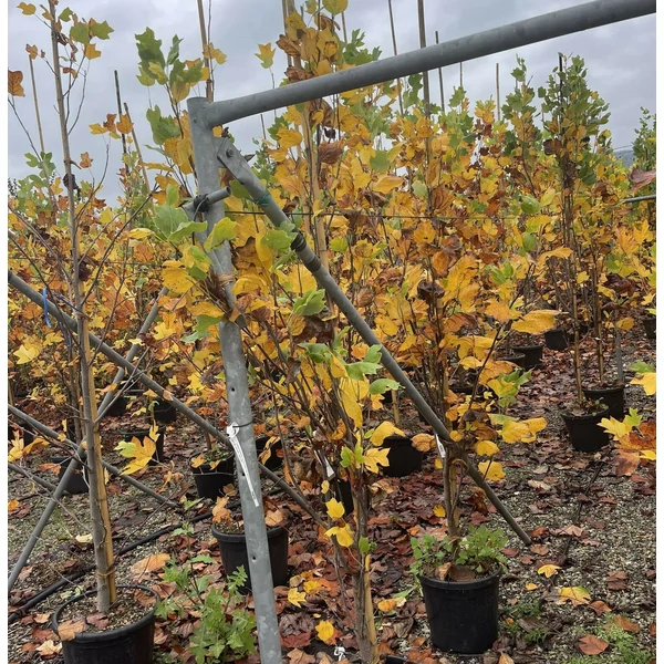 Aranysárga, tarka tulipánfa  LIRIODENDRON TULIPIFERA FASTIGIATA 200/250 K18