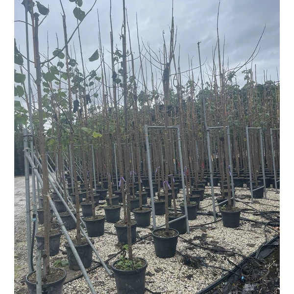Nagylevelű császárfa   PAULOWNIA TOMENTOSA T200 14/16 K35/50