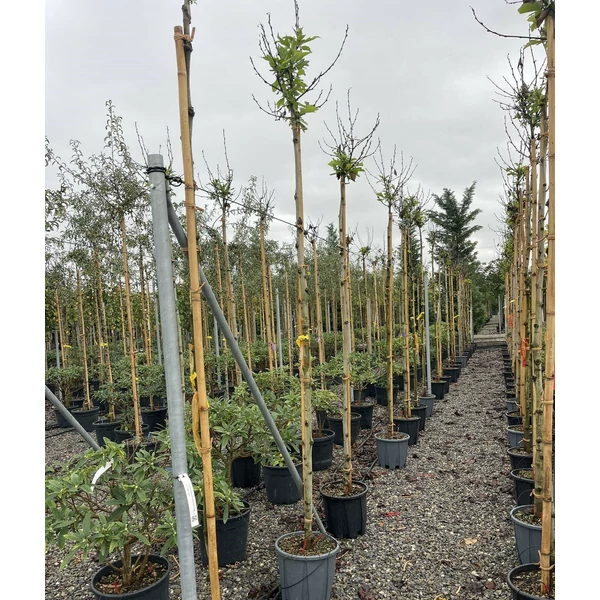 Gömb platán PLATANUS X ACERIFOLIA ALPHEN'S GLOBE T200 8/10 K25