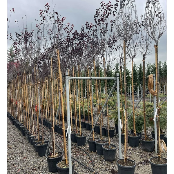 Vérszilva    PRUNUS CERASIFERA NIGRA T200 6/8 K18