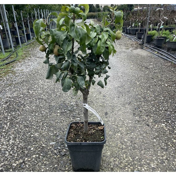 Körte PYRUS COMMUNIS GARDEN PEARL T1/4 K11