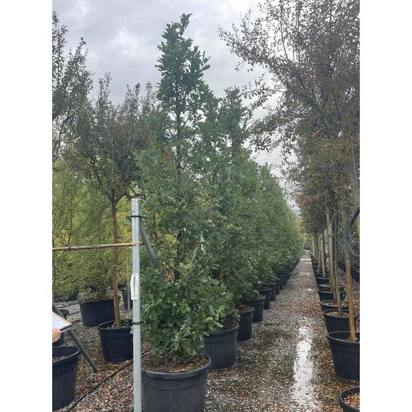 Oszlopos mocsári tölgy  QUERCUS X CRIMSON SPIRE 400/450 K150/180