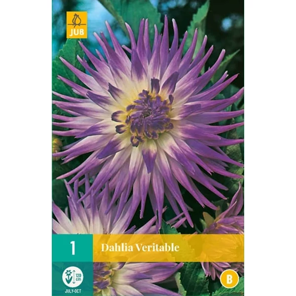 Dália VIRÁGHAGYMA DAHLIA VERITABLE 1DB/CSOMAG JUB 101970