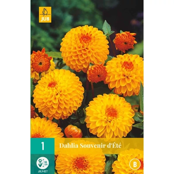 Dália VIRÁGHAGYMA DAHLIA SOUVENIR D'ETE 1DB/CSOMAG JUB 103200