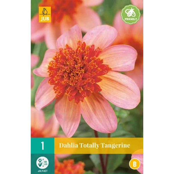 Dália VIRÁGHAGYMA DAHLIA TOTALLY TANGERINE 1DB/CSOMAG JUB 103910