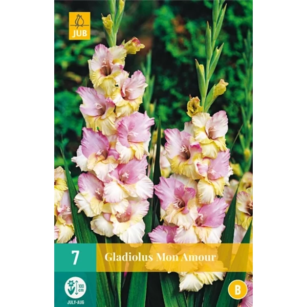 Kardvirág VIRÁGHAGYMA GLADIOLUS MON AMOUR 7DB/CSOMAG JUB 105400