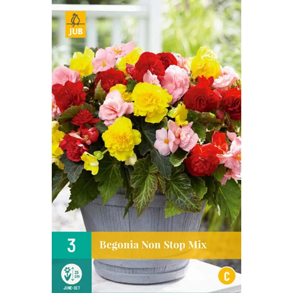 Begónia VIRÁGHAGYMA BEGONIA NON STOP MIX 3DB/CSOMAG JUB 110700