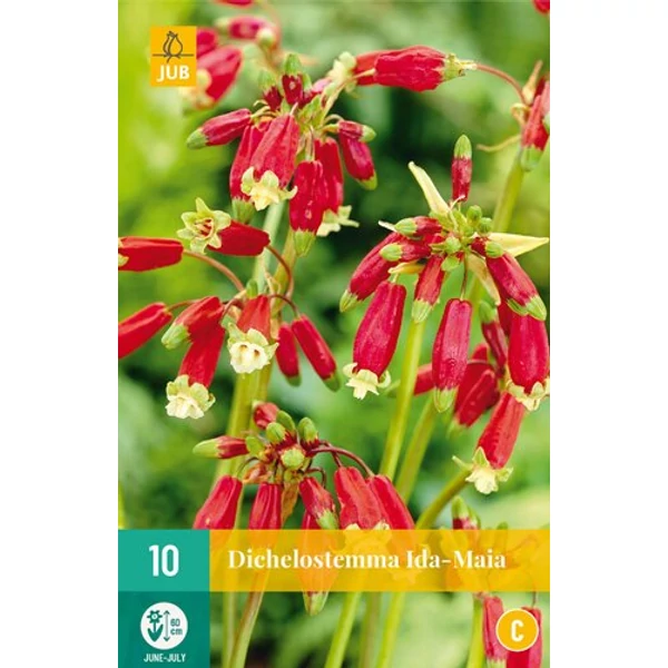 Petárdavirág VIRÁGHAGYMA DICHELOSTEMMA IDA-MAIA 10DB/CSOMAG JUB 112400