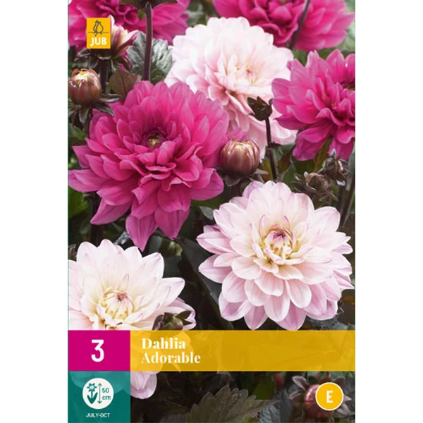 Dália VIRÁGHAGYMA DAHLIA ADORABLE 3DB/CSOMAG JUB 132050