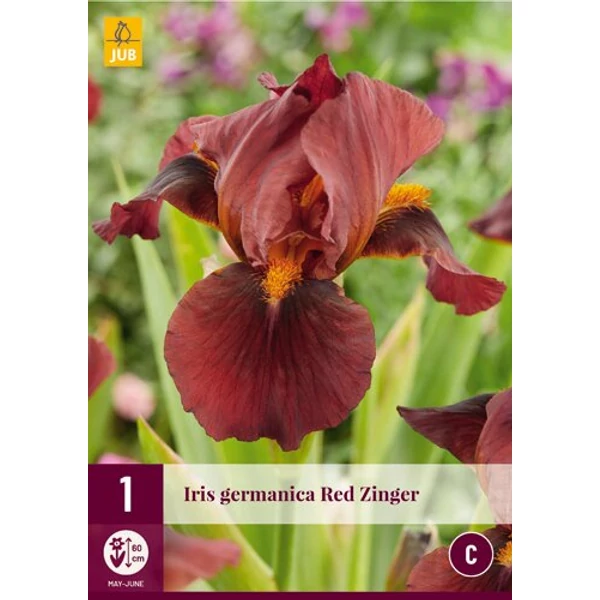 Írisz, nőszirom VIRÁGHAGYMA IRIS GERMANICA RED ZINGER 1DB/CSOMAG JUB 125630