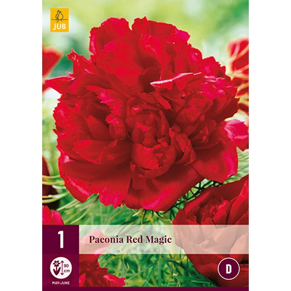 Bazsarózsa VIRÁGHAGYMA PAEONIA RED MAGIC 1DB/CSOMAG JUB 126650