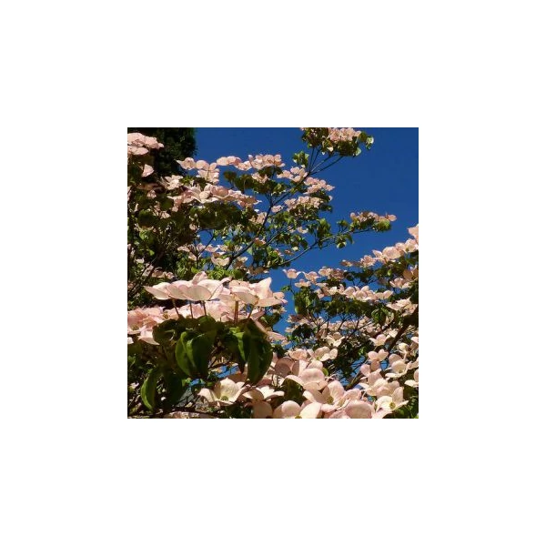 Csillagsom    CORNUS KOUSA GIORGIA T200 8/10 K35