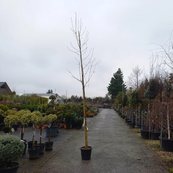 kőris FRAXINUS ANGUSTIFOLIA T200 8/10 K35