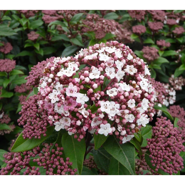 Téli bangita   VIBURNUM TINUS EVE PRICE T1/2 40/50 K18