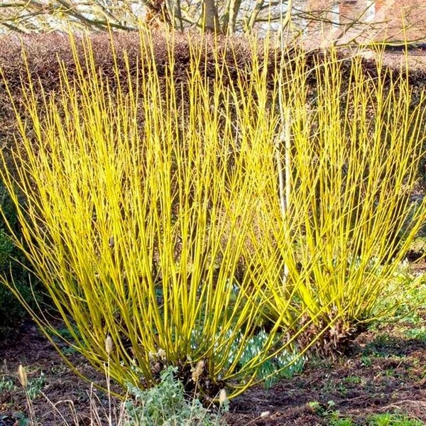 Sárgavesszőjű som  CCORNUS STOLONIFERA FLAVIRAMEA K10