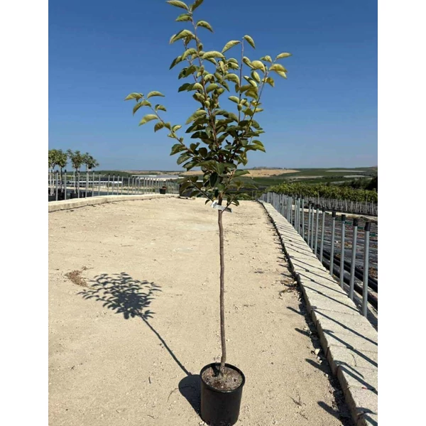 Japán datolyaszilva DIOSPYROS KAKI CIOCCOLATINO T1/2 K10