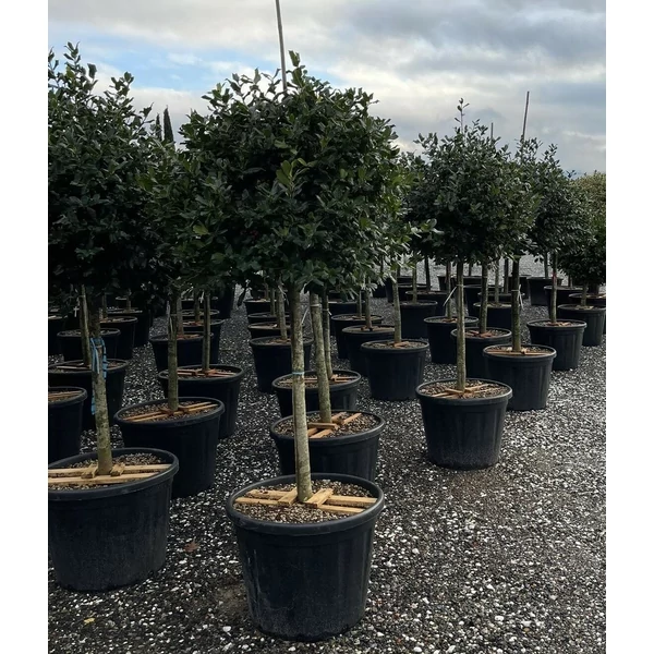 Magyal  ILEX MUTCHAGARA NELLIE R. STEVENS T1/2 70/80 GÖMB K70