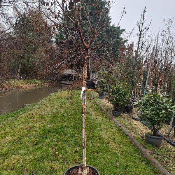 Gömb nyír   BETULA PENDULA MAGICAL GLOBE T3/4 K30