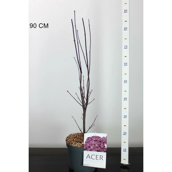 Japán juhar  ACER PALMATUM BLOODGOOD 50/60 K4