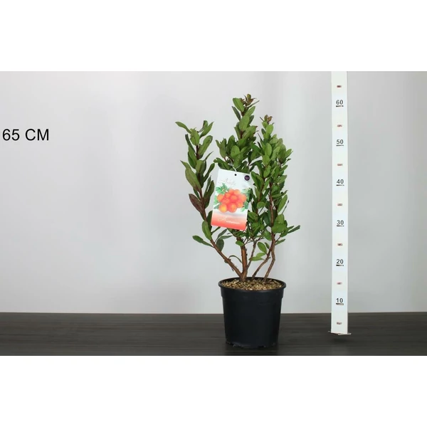 Szamócafa ARBUTUS UNEDO 30/40 K3