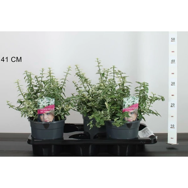 Repkény kecskerágó EUONYMUS FORTUNEI HARLEQUIN 20/25 K2