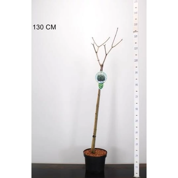 Gömbjuhar ACER PLATANOIDES GLOBOSUM T80 K5