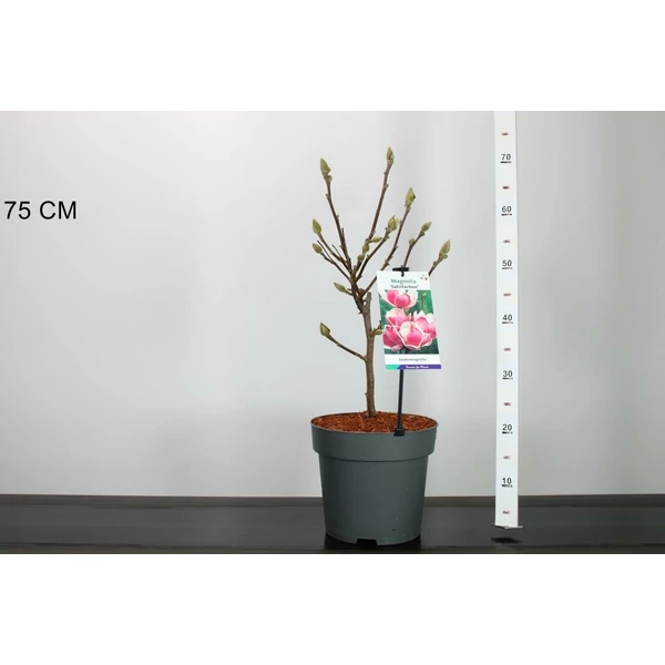 Liliomfa    MAGNOLIA SATISFACTION 50/60 K7