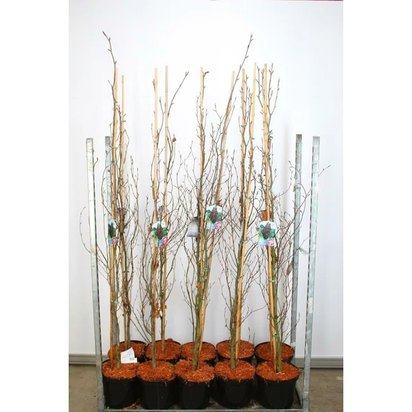 Oszlopos vérbükk   FAGUS SYLVATICA DAWYCK PURPLE 175/200 K10
