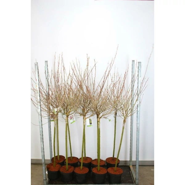 Rózsaszín barkafűz SALIX GRACILISTYLA MOUNT ASO T80 K5