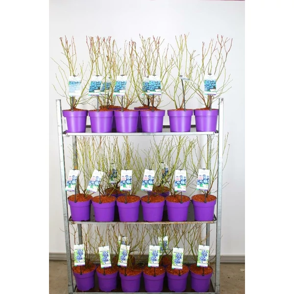 Kék áfonya VACCINIUM CORYMBOSUM HORTBLUE POPPINS 40/50 K7