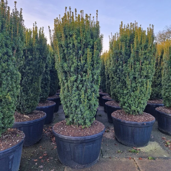 Arany oszlopos tiszafa   TAXUS BACCATA FASTIGIATA DAVID 180/+ K280