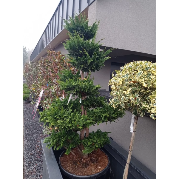 Hinoki hamisciprus   CHAMAECYPARIS OBTUSA TEDDY BEAR BONSAI 150/170 K130