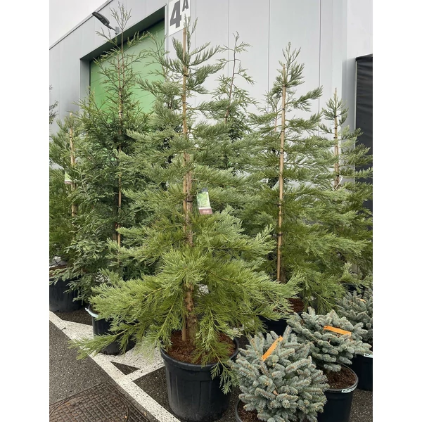 Óriás (hegyi) mamutfenyő SEQUOIADENDRON GIGANTEUM HEALTHY MAMMOTH 200/225 EXTRA K90