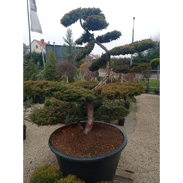 Aranylombú terülő tiszafa TAXUS BACCATA SUMMERGOLD BONSAI 175/200 K500