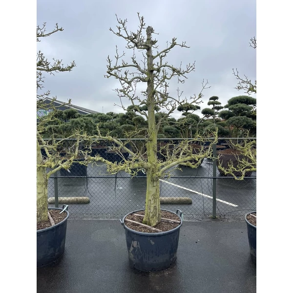 Esperes körte PYRUS COMMUNIS TÁRSULATI ESPERES ÖREG TÖRZS K160