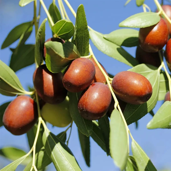 Kínai datolya ZIZIPHUS JUJUBA TÖRZSES 8/10 K20