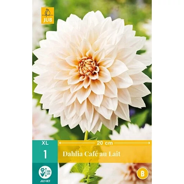 Virághagyma dália VIRÁGHAGYMA DAHLIA CAFÉ AU LAIT 1DB/CSOMAG JUB 100970