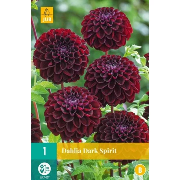 Virághagyma dália VIRÁGHAGYMA DAHLIA RED PIGMY 1DB/CSOMAG JUB 102900