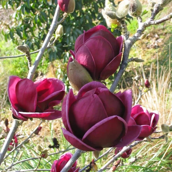 Bíborvörös liliomfa  MAGNOLIA SOULANGEANA GENIE 50/60 K3