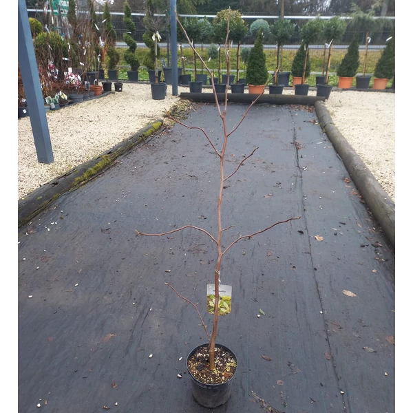Liliomfa    MAGNOLIA DENUDATA YELLOW LANTERN 50/60 K3