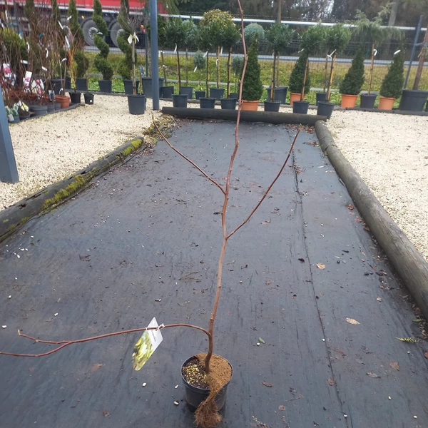 magnólia MAGNOLIA SOULANGEANA YELLOW BIRD 50/60 K3