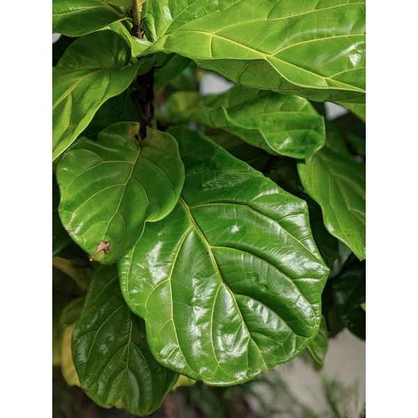 Lantlevelű fikusz FICUS LYRATA CS17