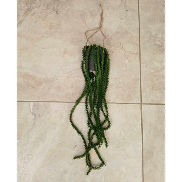Műnövény ZÖLD CSÜNGŐ MŰNÖVÉNY RHIPSALIS 62×12CM