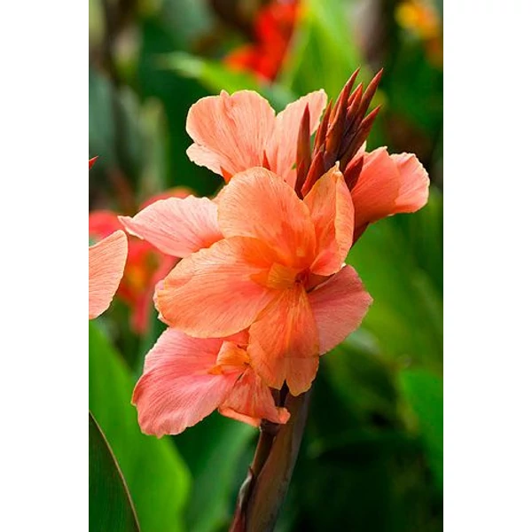Kerti kannavirág CANNA IN CULTIVARS CS12
