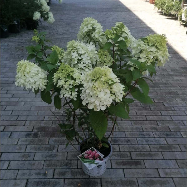 Bugás hortenzia   HYDRANGEA PANICULATA QUICKFIRE FAB 40/50 K5